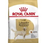 Royal canin labrador retriever adult